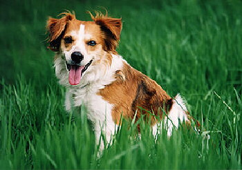 Ein Foto vom Kromfohrländer Hund